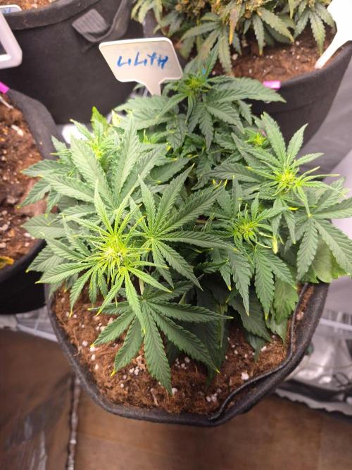 Lilith Doe. Week 4