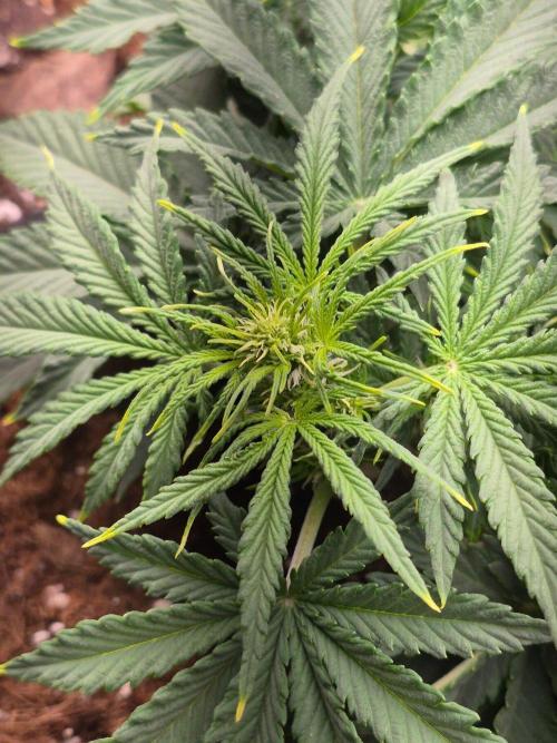 Lilith Doe. Week 4