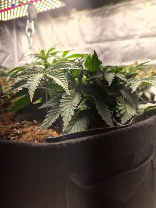 Lilith Doe. Week 4