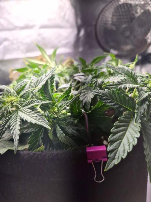 Lilith Doe. Week 4