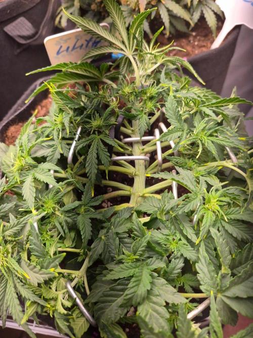 Lilith Doe. Week 4