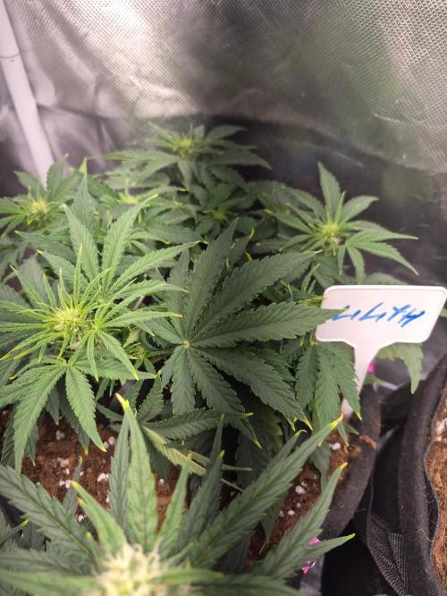 Lilith Doe. Week 4