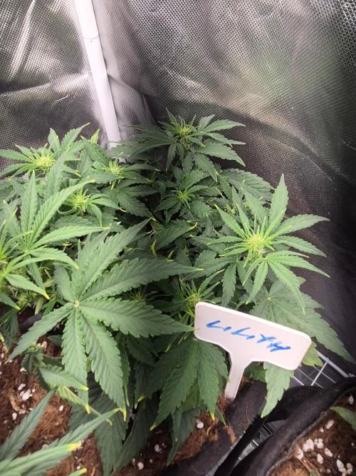 Lilith Doe. Week 4