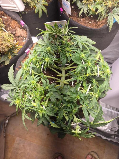 Lilith Doe. Week 4