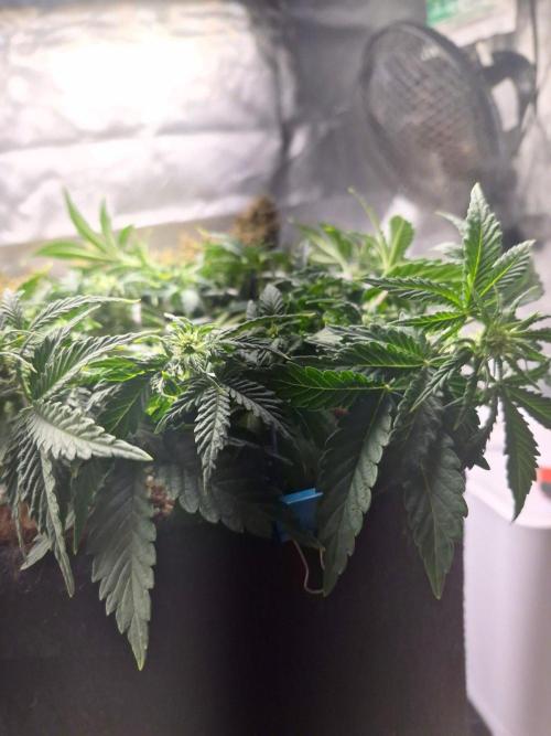 Lilith Doe. Week 4