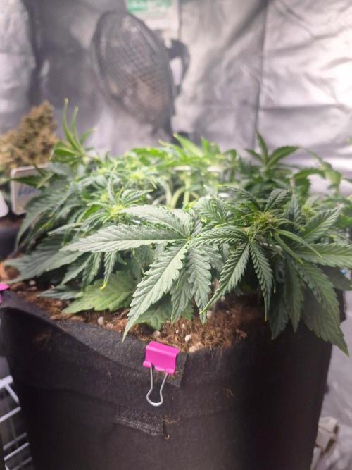 Lilith Doe. Week 4