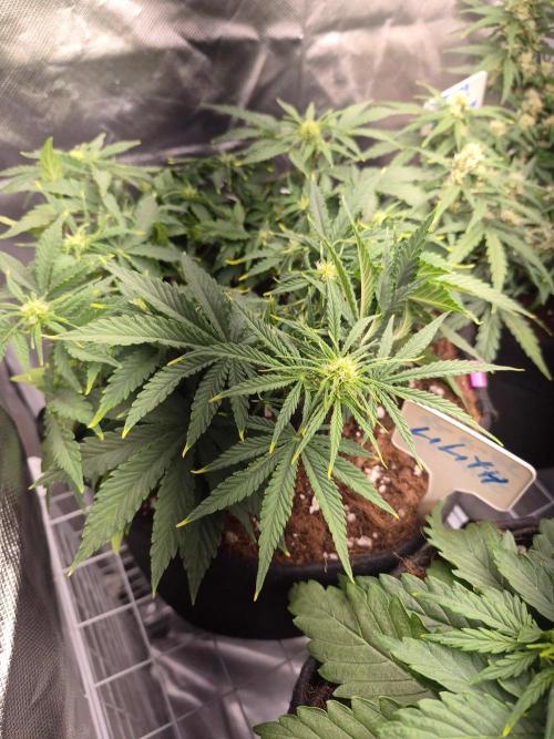 Lilith Doe. Week 4