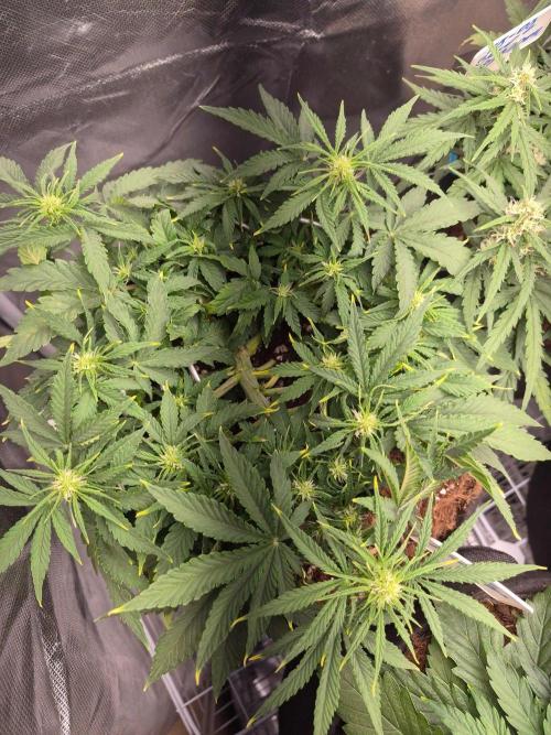 Lilith Doe. Week 4