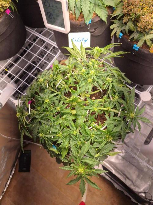 Lilith Doe. Week 4