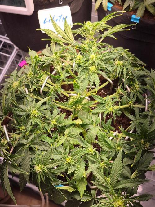 Lilith Doe. Week 4