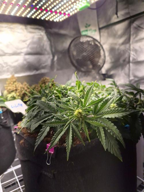 Lilith Doe. Week 4