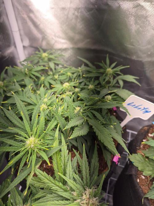 Lilith Doe. Week 5