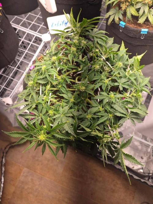 Lilith Doe. Week 5