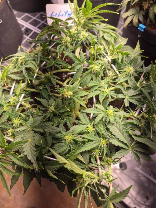 Lilith Doe. Week 5