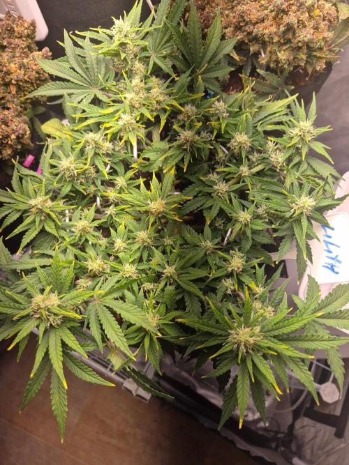 Lilith Doe. Week 6