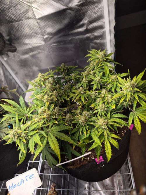 Lilith Doe. Week 7
