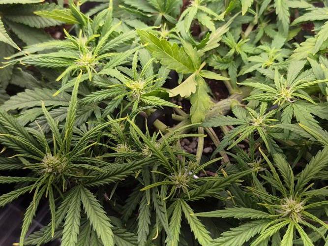 Morrigan Doe. Week 5