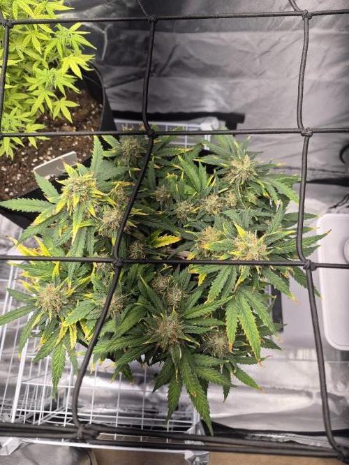Genesis. Week 8 - Sira 
Day 53 (F28)