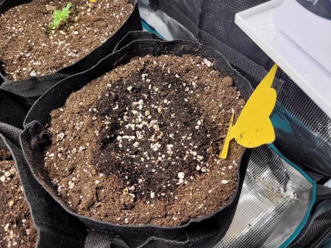 #1 "My Very First Time" - Dos Si Dos 33. Week 2 - #4 is basically just starting germination, but she will be included here.