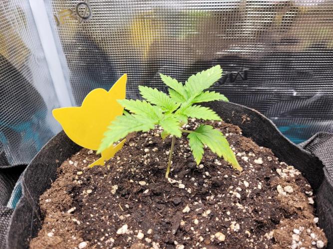 #1 "My Very First Time" - Dos Si Dos 33. Week 2 - #1: Lowest two leaf tips are a bit singed. 