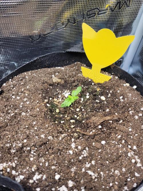#1 "My Very First Time" - Dos Si Dos 33. Week 2 - #2 Shortly after rehoming.
