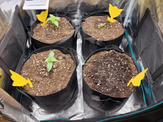 #1 "My Very First Time" - Dos Si Dos 33. Week 2 - Shortly after moving the girls into their cozy new soil mix.