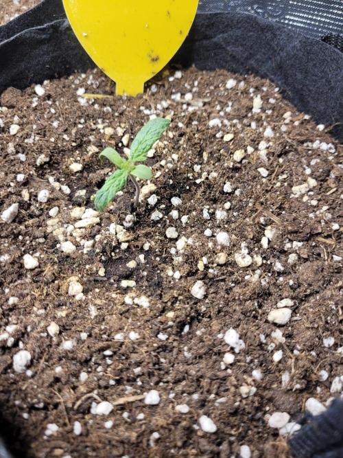 #1 "My Very First Time" - Dos Si Dos 33. Week 3 - #4.2 has decided to grow a very ugly asymmetrical leaf. This displeases me.