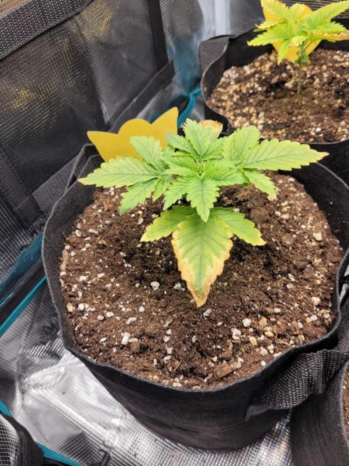 #1 "My Very First Time" - Dos Si Dos 33. Week 3 - #3, trimmed lowest leaves once