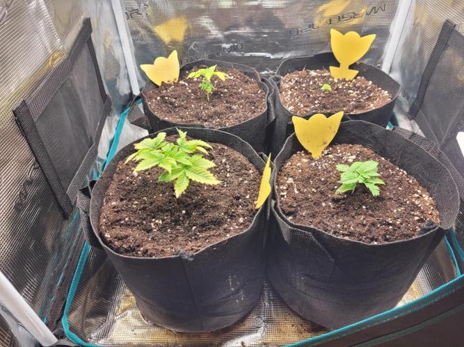 #1 "My Very First Time" - Dos Si Dos 33. Week 4 - Before schwazzing #1 and soft-topping #3, but shortly after watering.