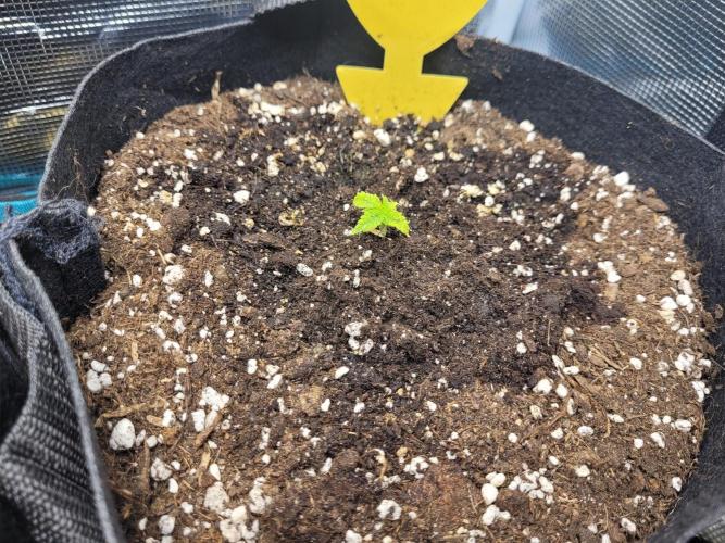 #1 "My Very First Time" - Dos Si Dos 33. Week 4 - #2 after some gardening, still in the 4th week of veg.