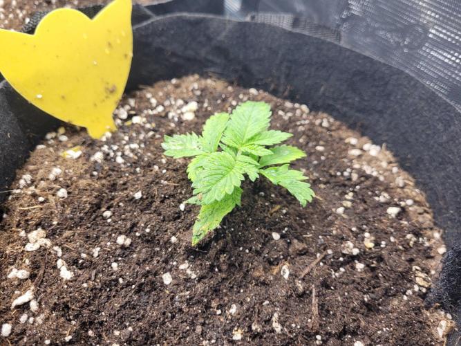 #1 "My Very First Time" - Dos Si Dos 33. Week 4 - #4 is the best-looking plant in the tent right now. I'm treasuring her.