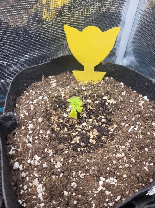 #1 "My Very First Time" - Dos Si Dos 33. Week 4 - #2 on the 11th of April