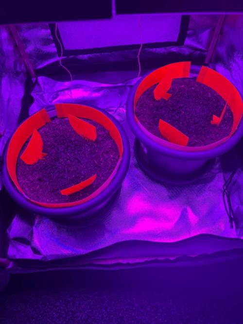 PINEAPPLE EXPRESS F1HYBRID PANZOI. Week 0 - 14-03-2026