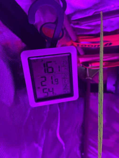 PINEAPPLE EXPRESS F1HYBRID PANZOI. Week 0 - 14-03-2026 temp
