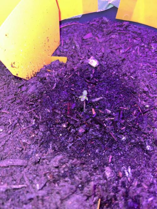 PINEAPPLE EXPRESS F1HYBRID PANZOI. Week 1