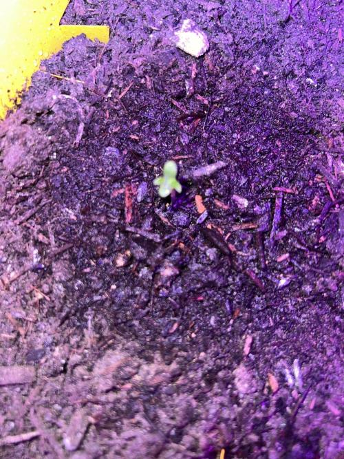 PINEAPPLE EXPRESS F1HYBRID PANZOI. Week 1