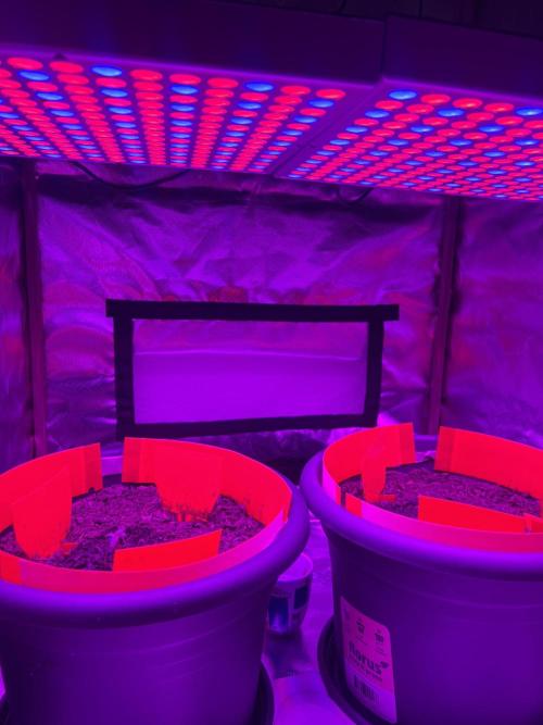 PINEAPPLE EXPRESS F1HYBRID PANZOI. Week 2