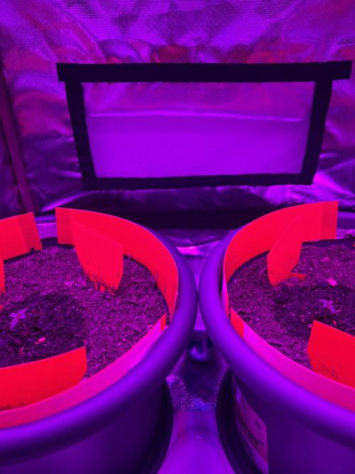PINEAPPLE EXPRESS F1HYBRID PANZOI. Week 2