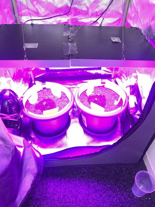 PINEAPPLE EXPRESS F1HYBRID PANZOI. Week 2