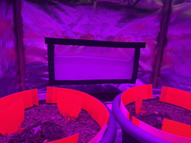 PINEAPPLE EXPRESS F1HYBRID PANZOI. Week 2