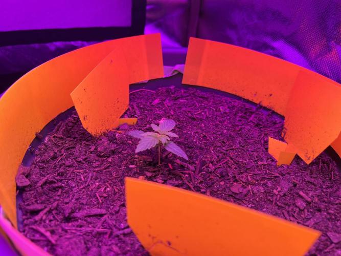 PINEAPPLE EXPRESS F1HYBRID PANZOI. Week 3