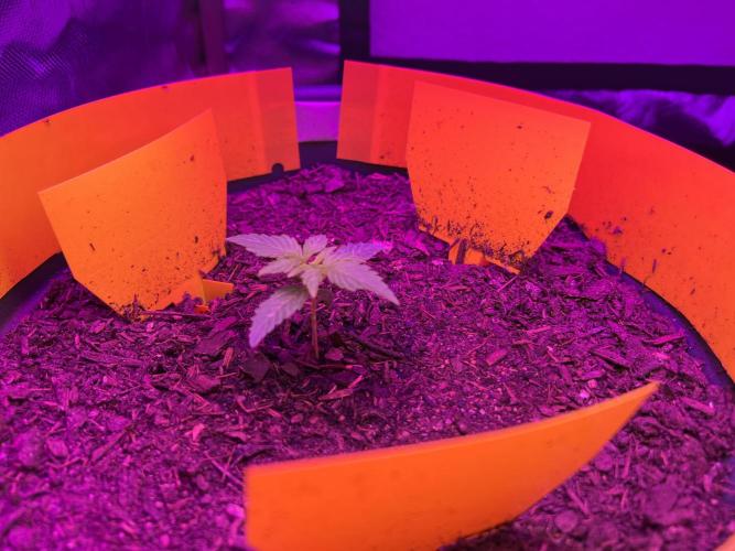 PINEAPPLE EXPRESS F1HYBRID PANZOI. Week 3