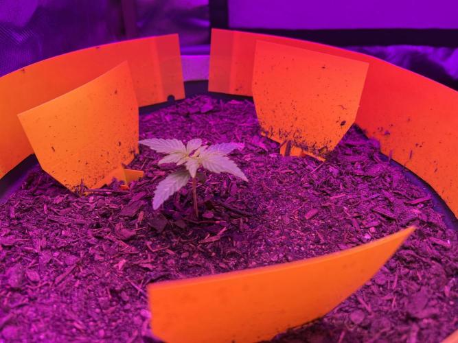 PINEAPPLE EXPRESS F1HYBRID PANZOI. Week 3