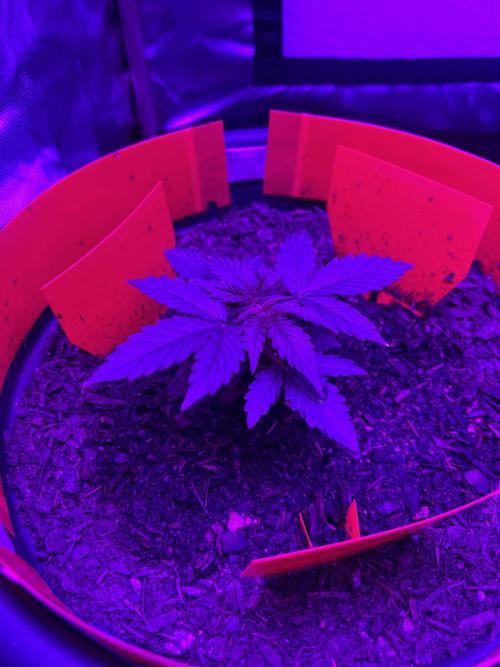 PINEAPPLE EXPRESS F1HYBRID PANZOI. Week 4 - 1