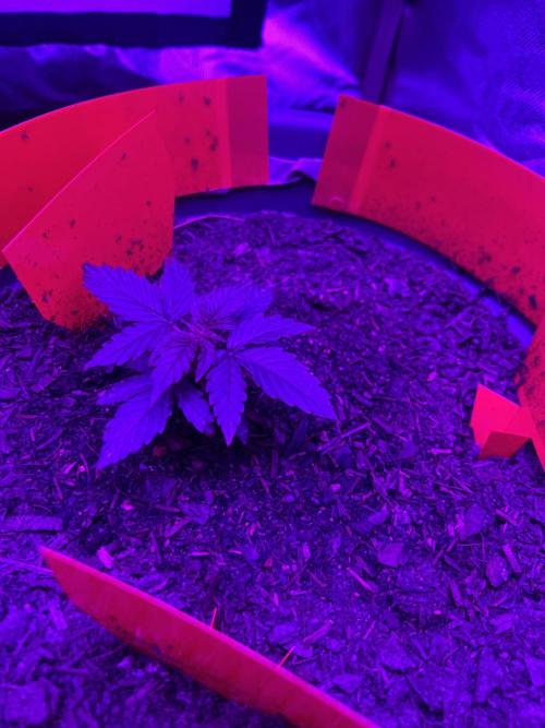 PINEAPPLE EXPRESS F1HYBRID PANZOI. Week 4 - 2