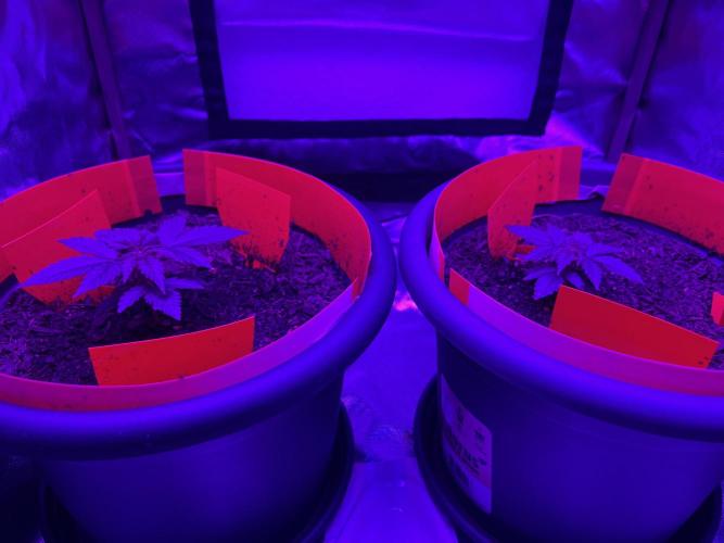 PINEAPPLE EXPRESS F1HYBRID PANZOI. Week 4 - 3