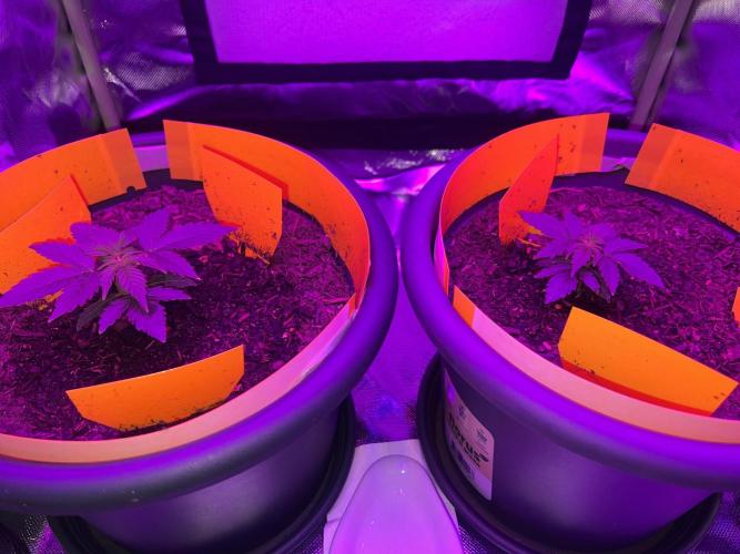 PINEAPPLE EXPRESS F1HYBRID PANZOI. Week 4 - 4