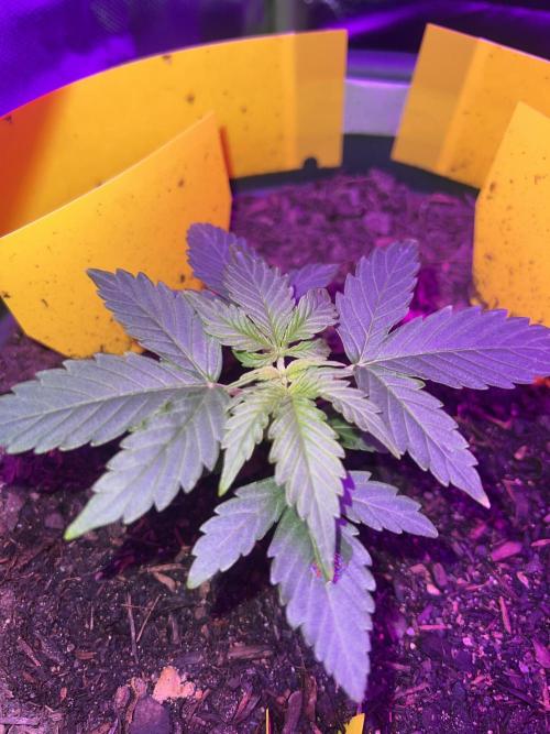PINEAPPLE EXPRESS F1HYBRID PANZOI. Week 4 - 5