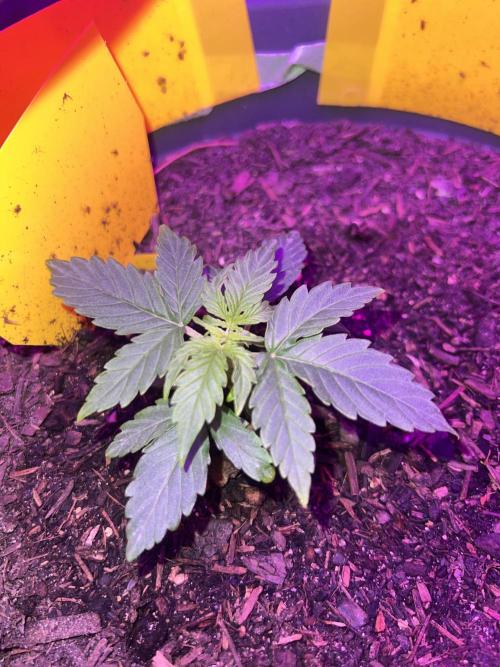 PINEAPPLE EXPRESS F1HYBRID PANZOI. Week 4 - 6