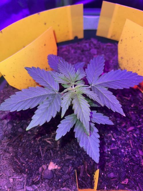 PINEAPPLE EXPRESS F1HYBRID PANZOI. Week 4 - 7